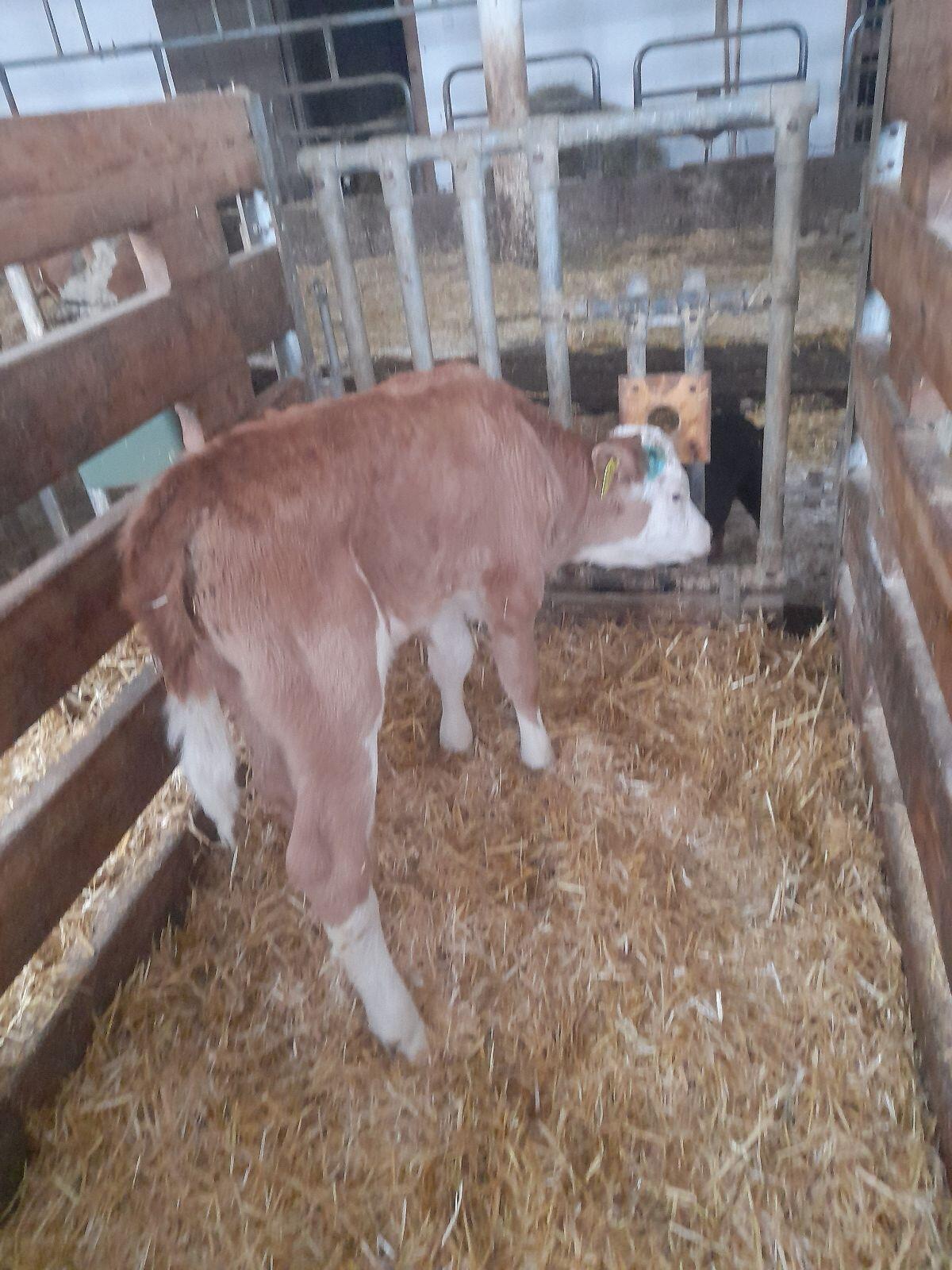 Bio Fleckviehkälber 3