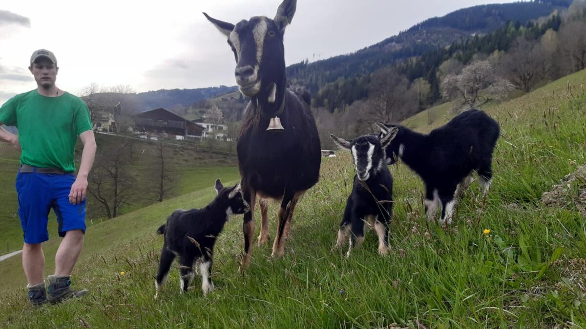 Pinzgauer Strahlenziege 1