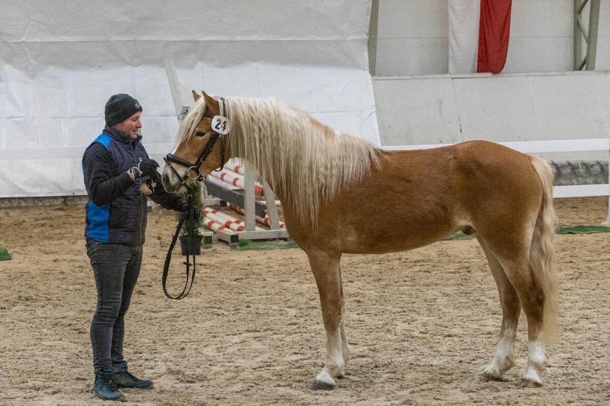 Sehr ausdrucksstarker fast 4-jähriger Haflingerwallach 2