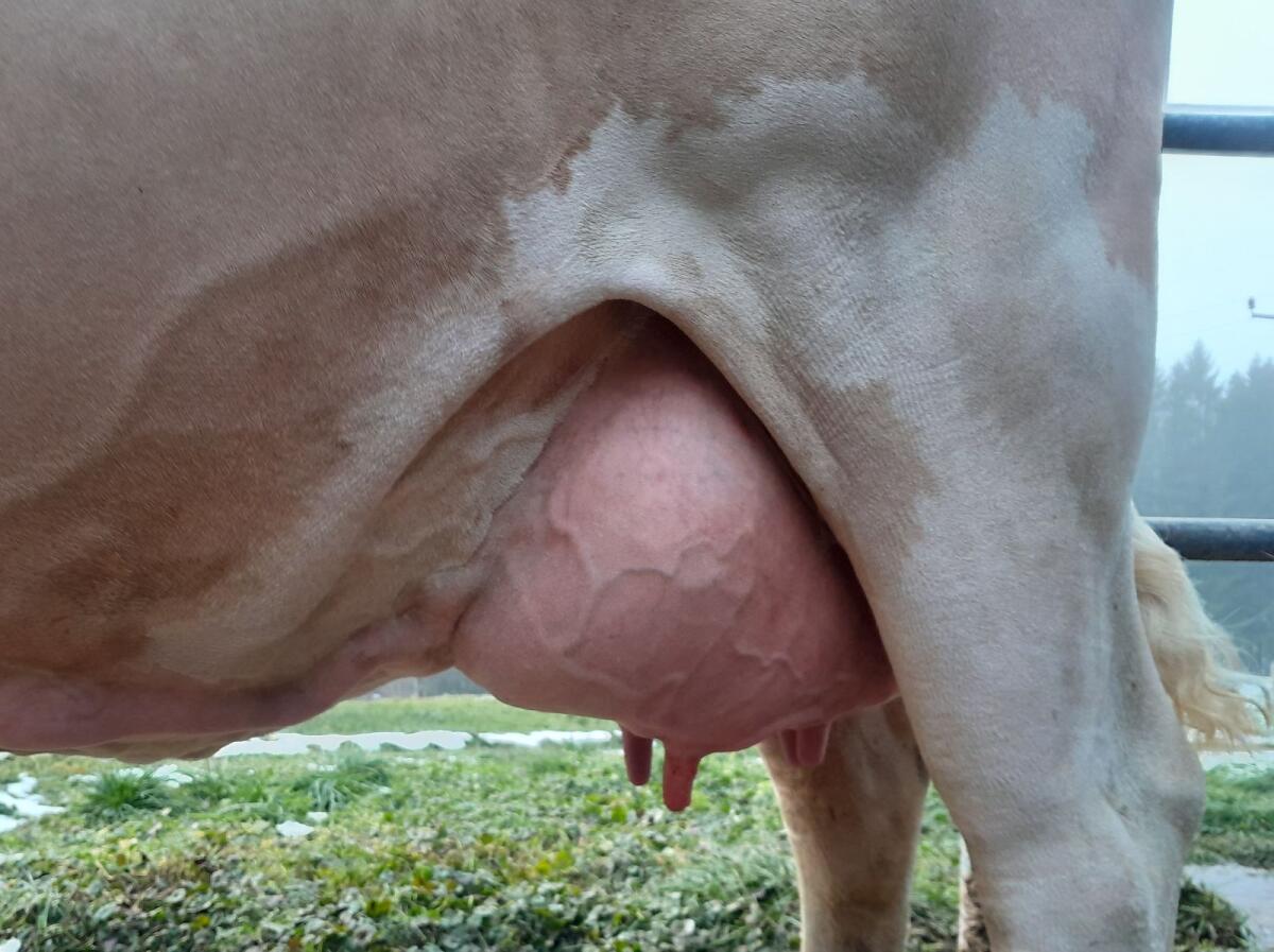 Schöne leistungsbereite BIO Kuh, genetisch hornlos, silofrei 3