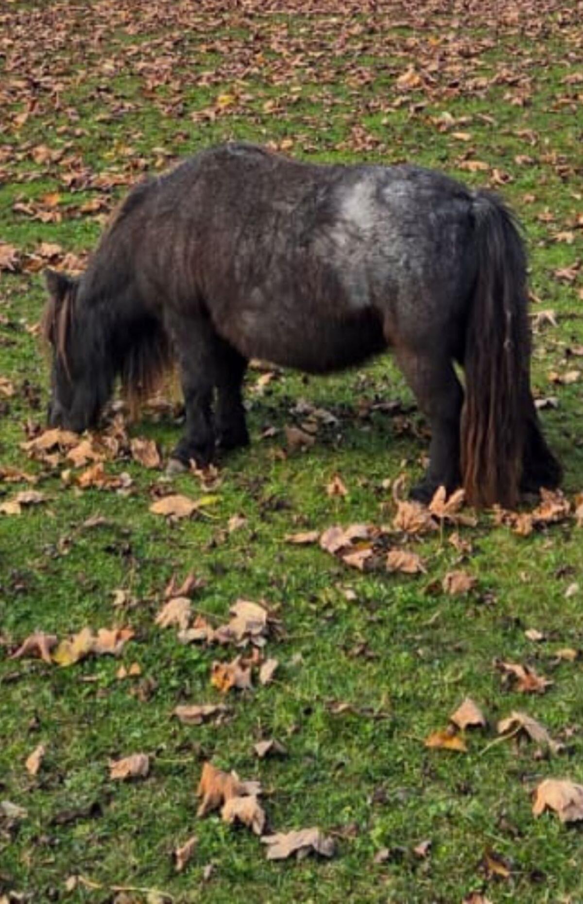 Minishetlandponystute Blue Roan 2
