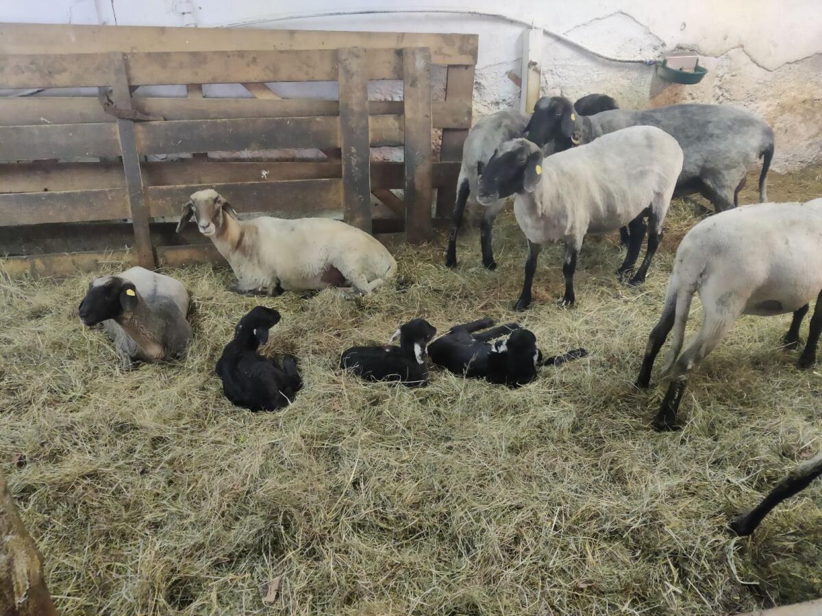 Alpines Steinschaf 2