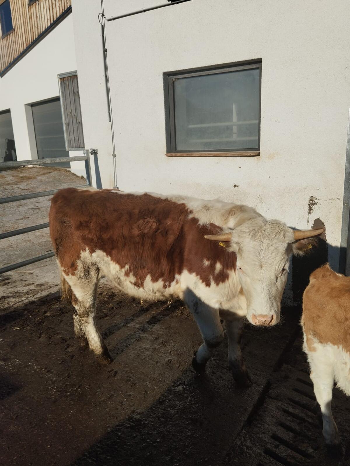 Ennstaler Bergschecken 1