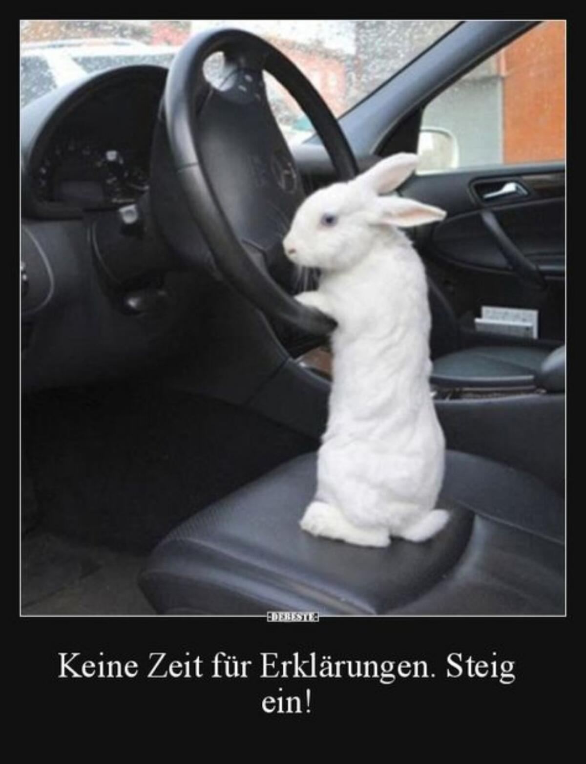 Minilop Hase männlich 1