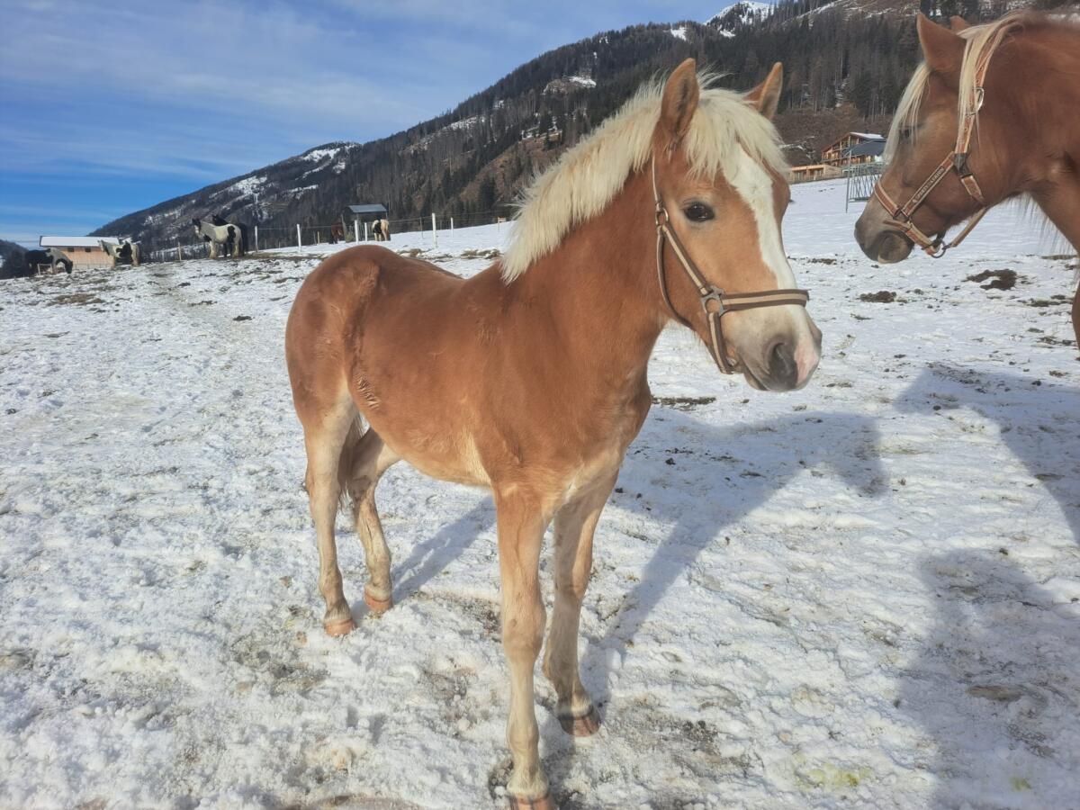 Haflinger Hengstfohlen NICO 1