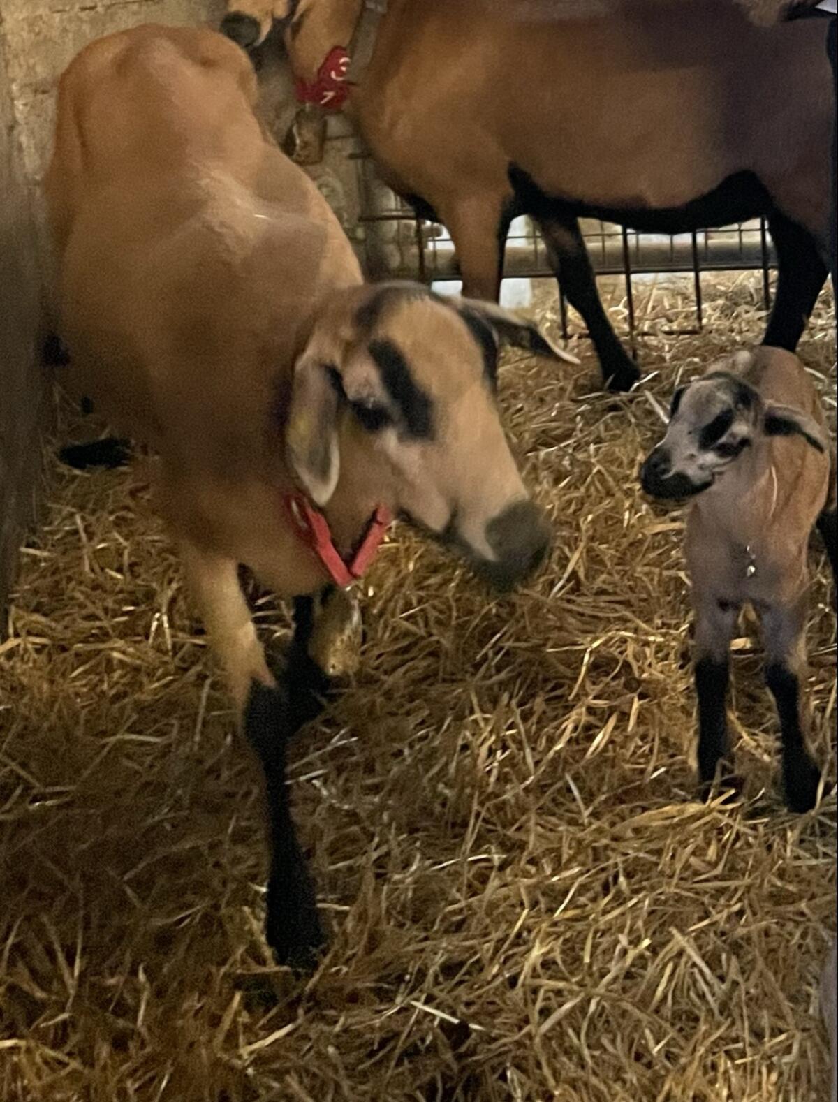 Barbados-Schaf Barbados Black Belly Schaf, Fellhaarschaf 2