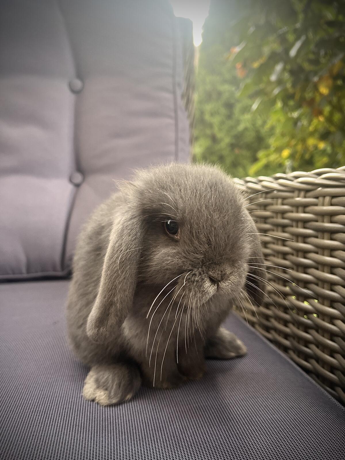Baby Hasen Mini Lop 3