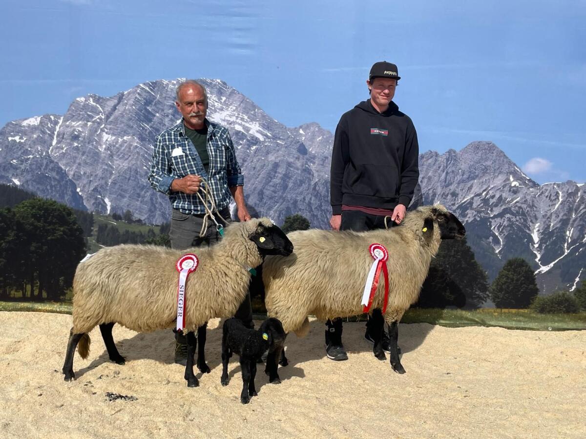 Alpines Steinschaf 3