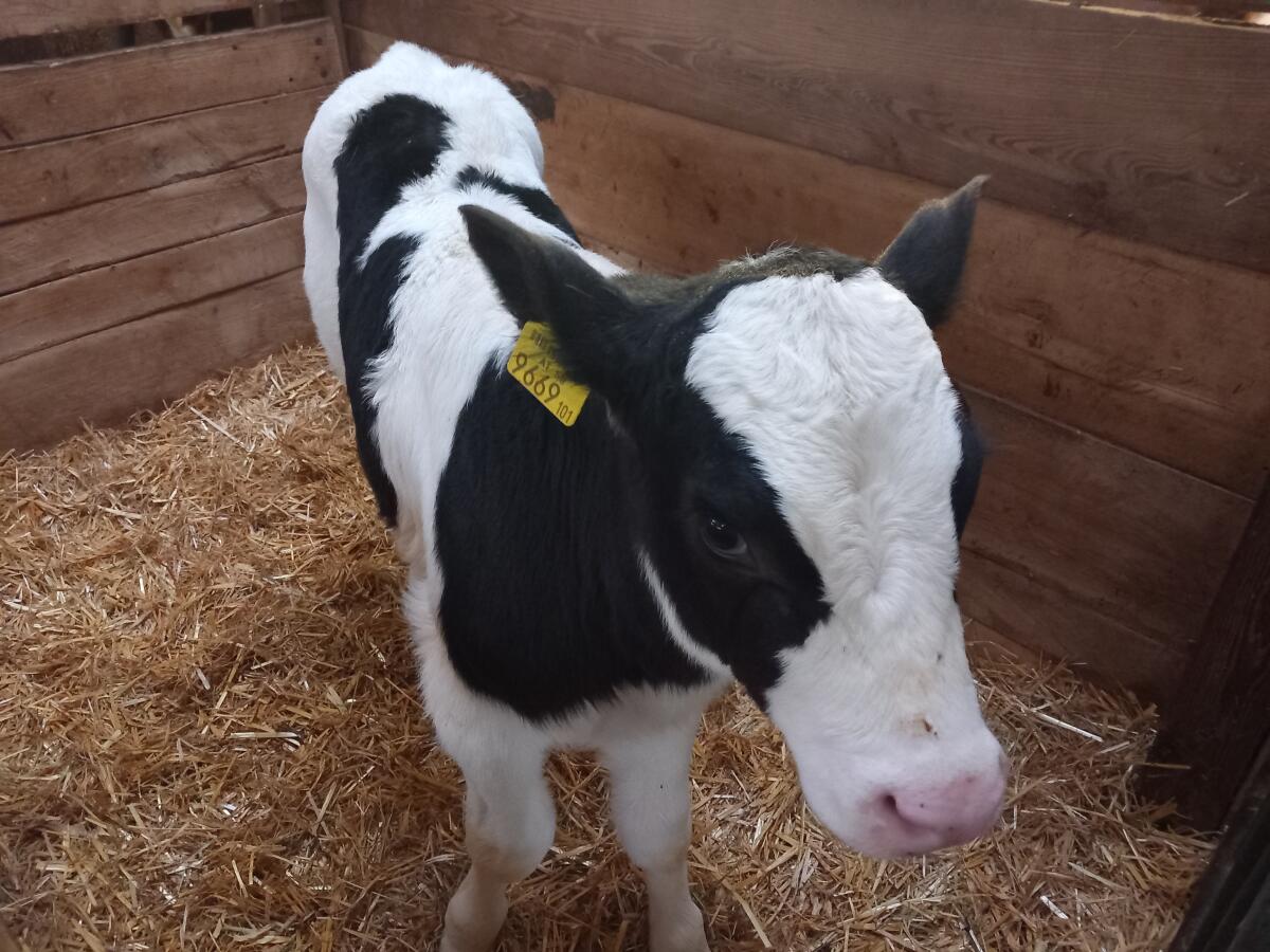 Bio-HF Stierkalb zu verkaufen 1