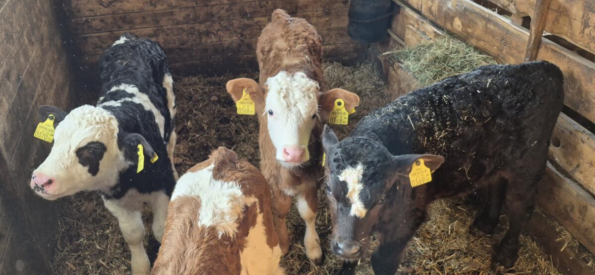 BIO Kälber zu verkaufen, Weiß-blau Belgier, Fleckvieh, Angus 1