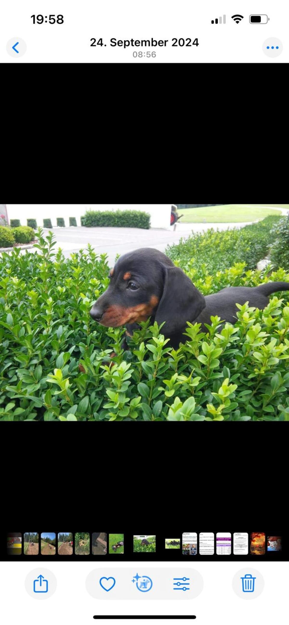 Dackelwelpen abzugeben 2