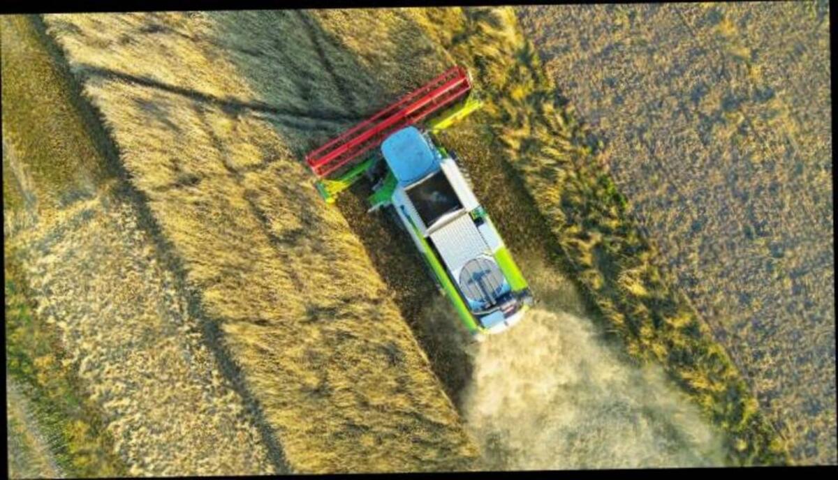 Sommerfuttergerste 2025 1