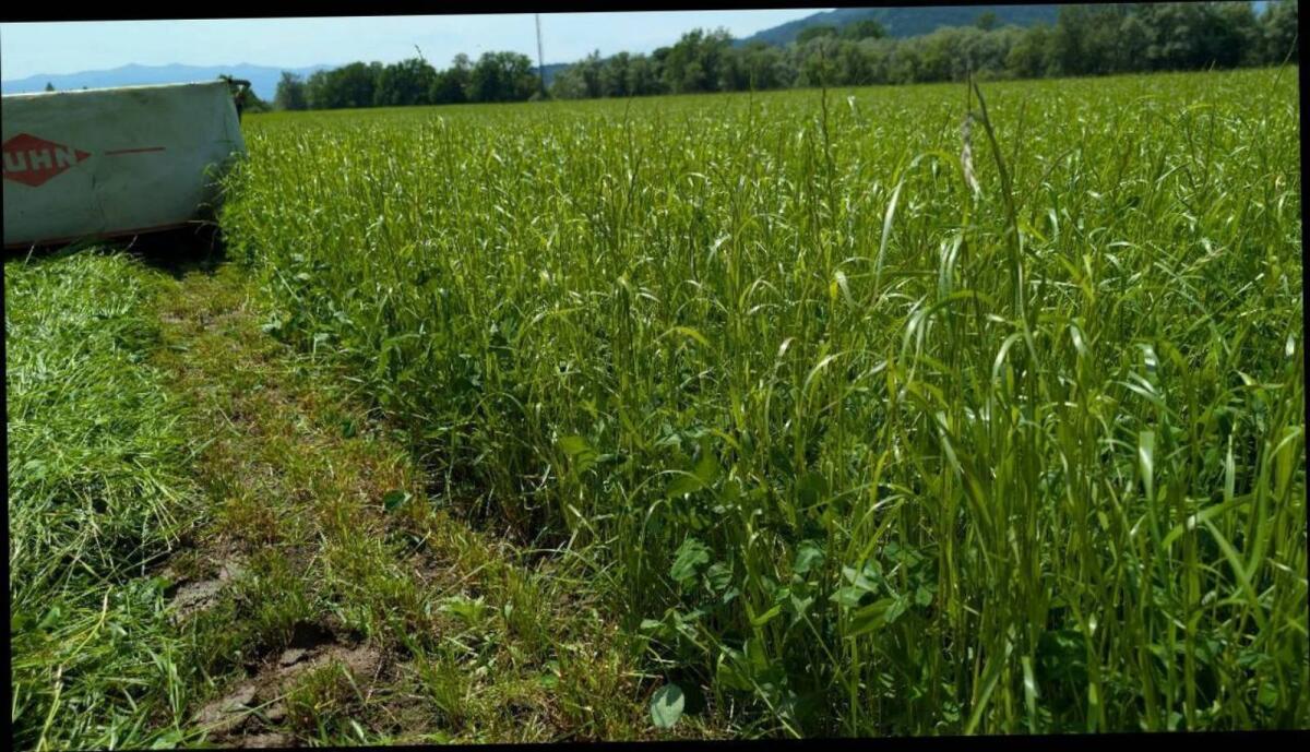 Bio Austria Siloballen 3