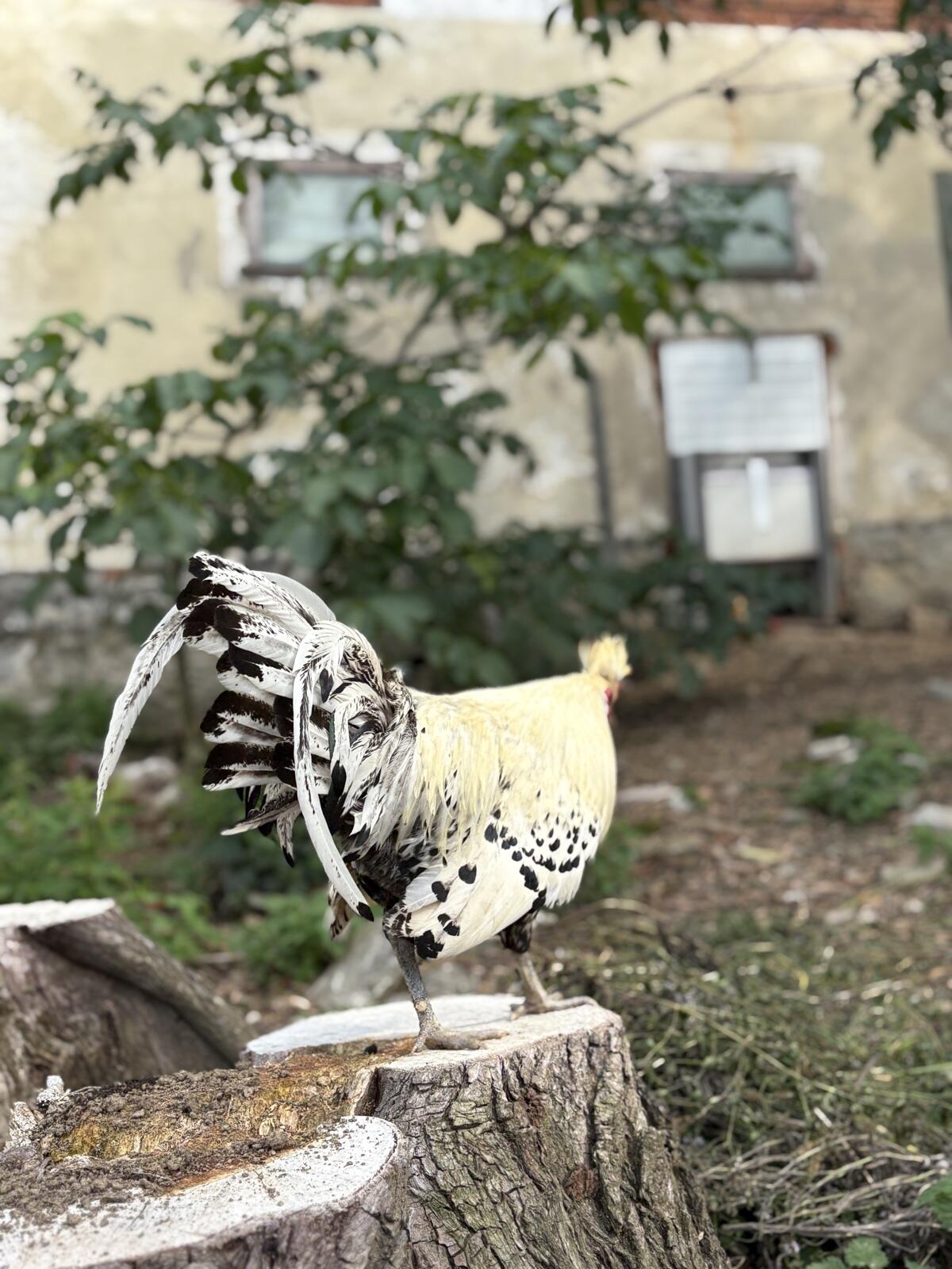 Appenzeller Spitzhauben Hahn 3