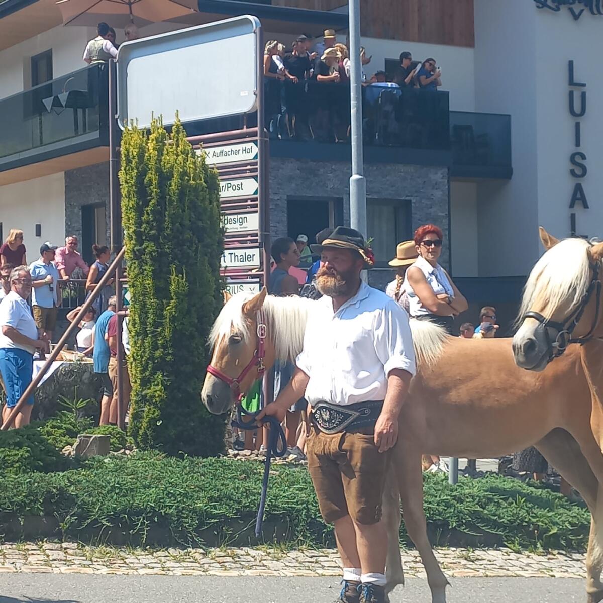 Haflinger Stute 1,5 Jahre 3