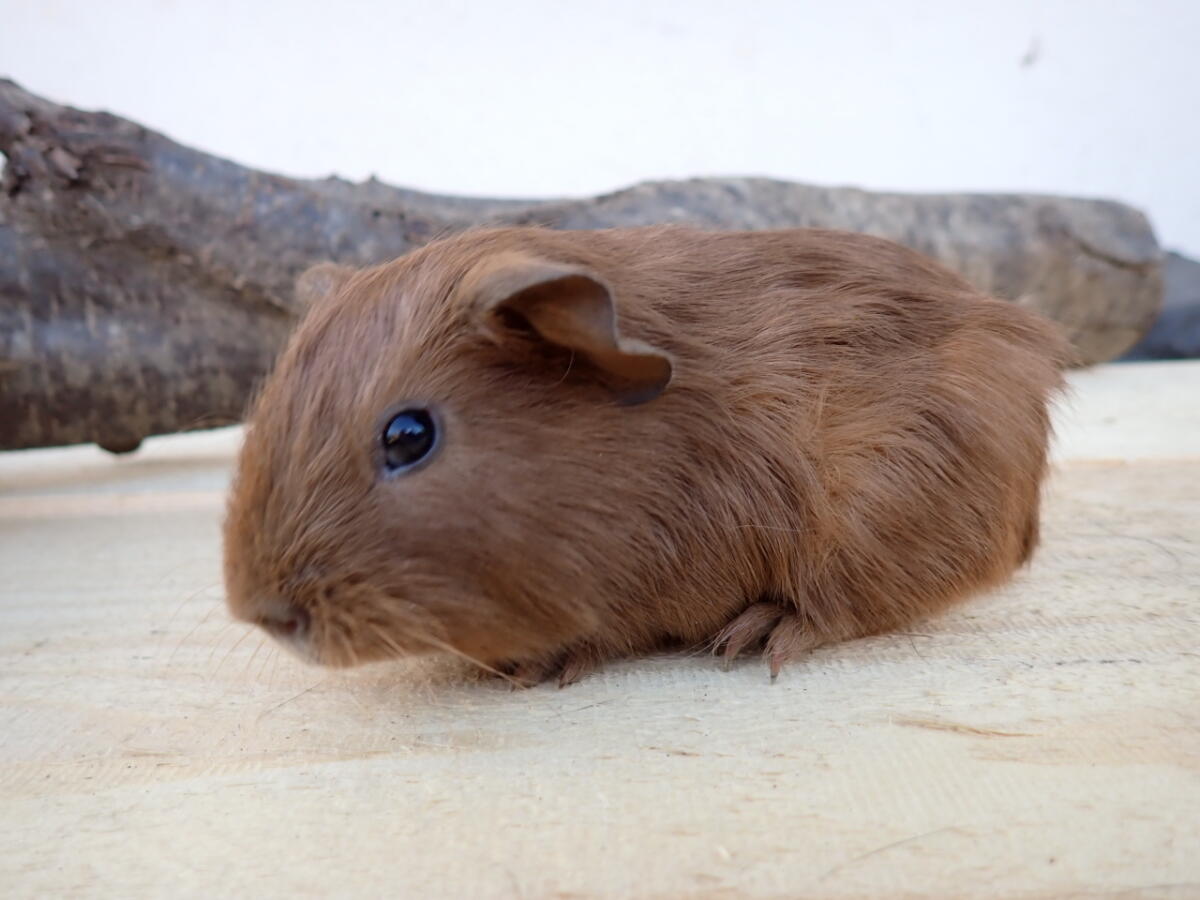 Knuddel und Lucky, Glatthaar California 2