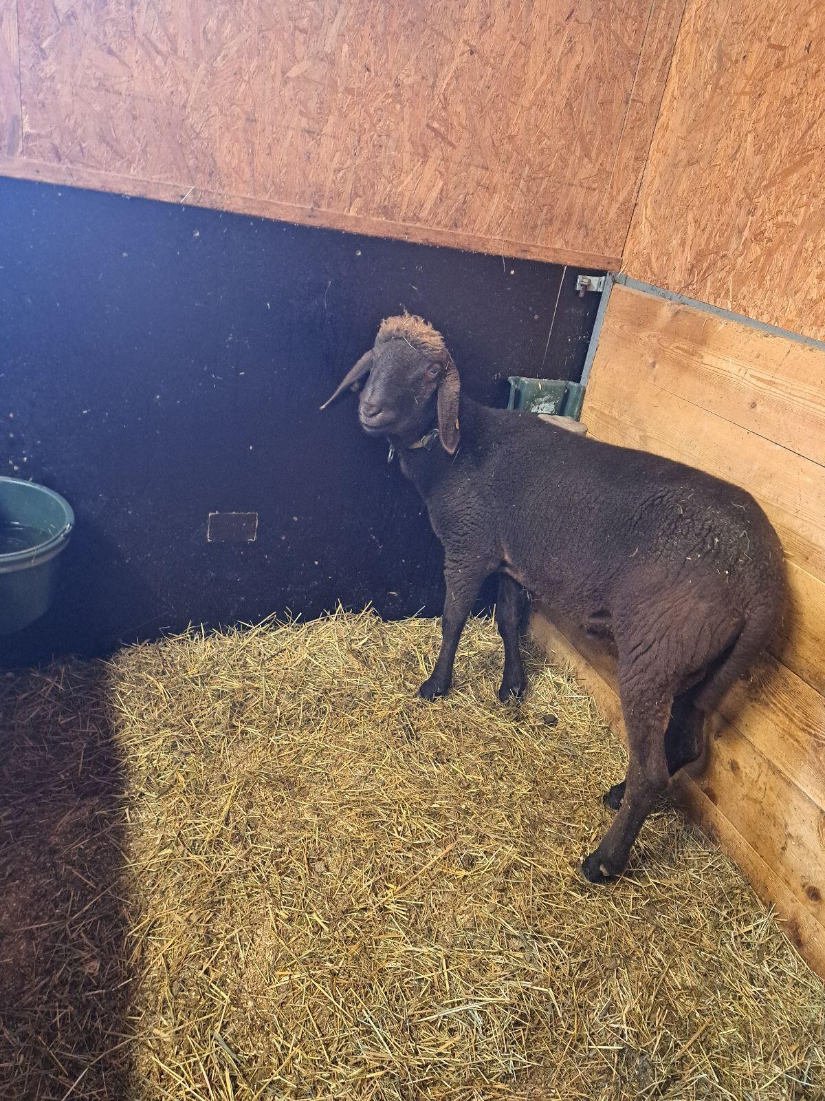 Brauner Bergschaf-Widder 3