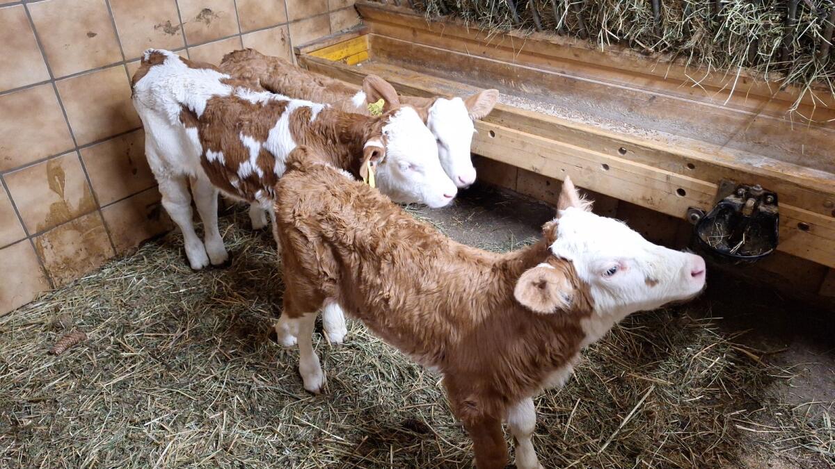 Verkaufe Fleckvieh Stierkälber 1