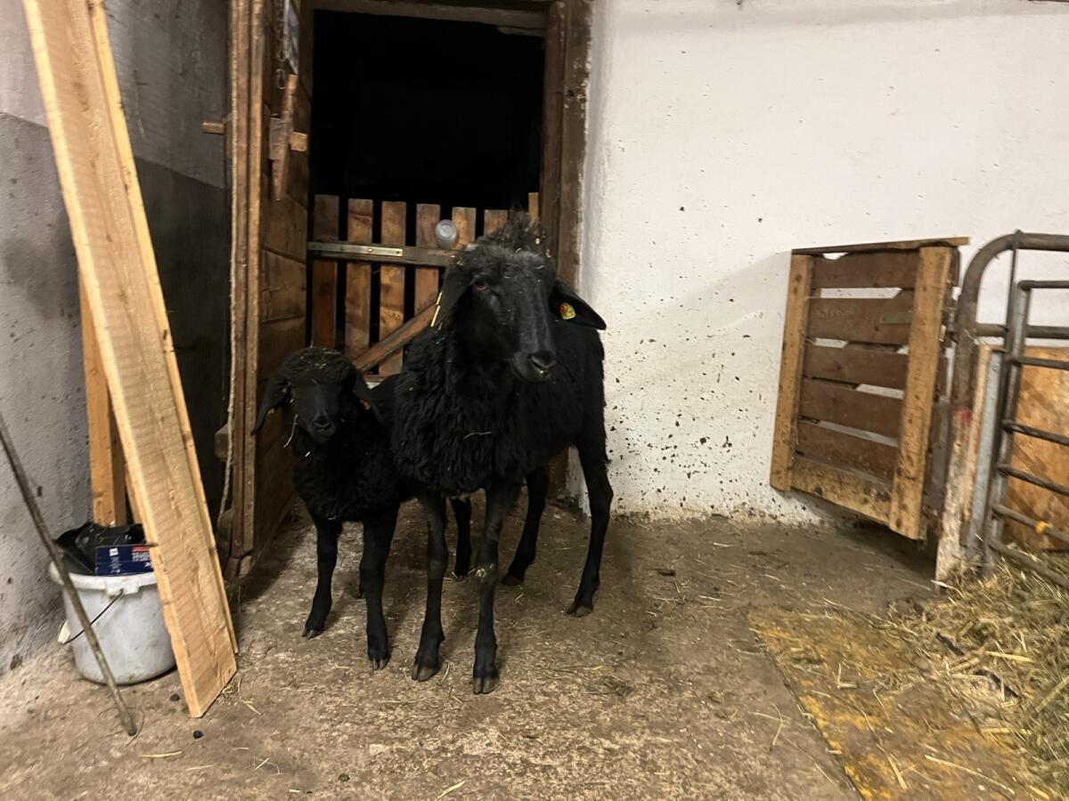 Tiroler Strinschaf 1