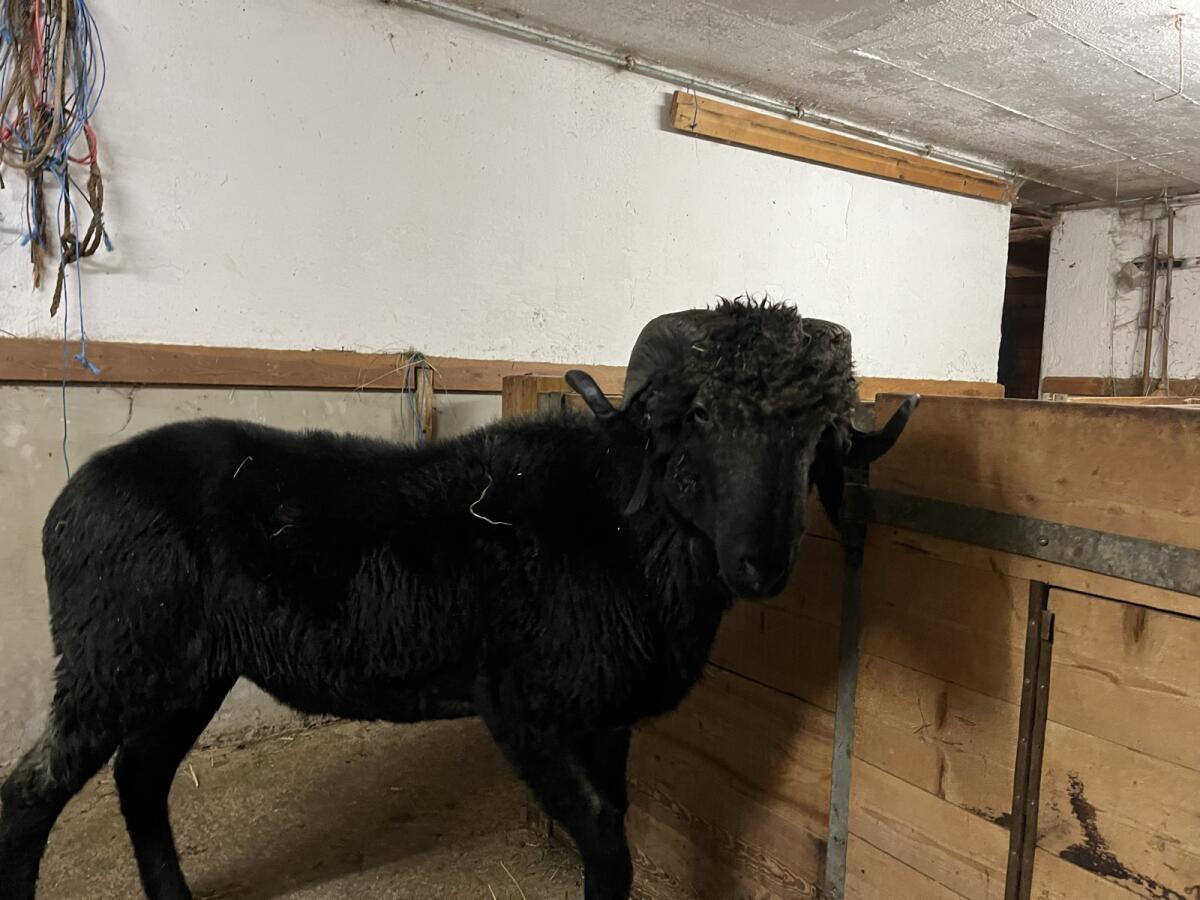 Tiroler Steinschafwidder 2