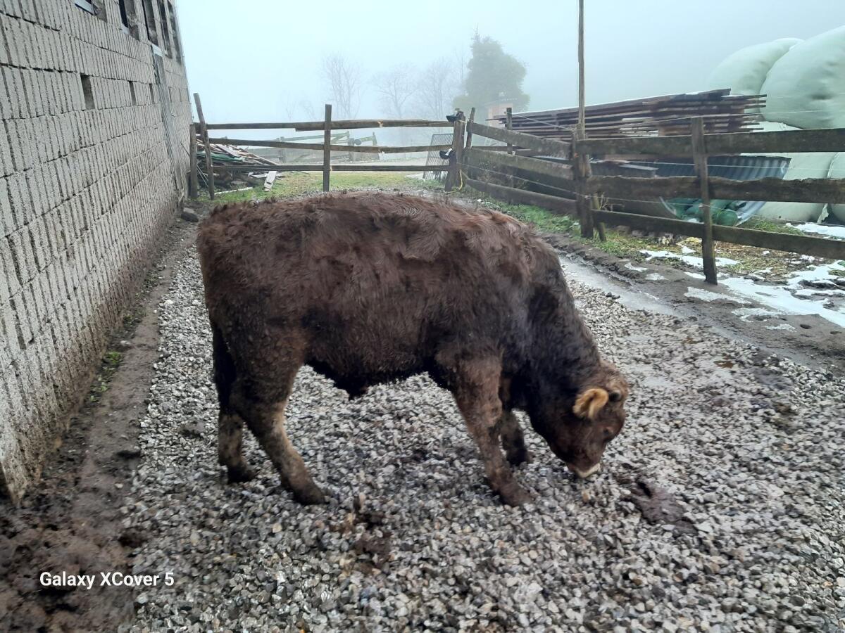 Original Braunvieh Stier/Einsteller 1