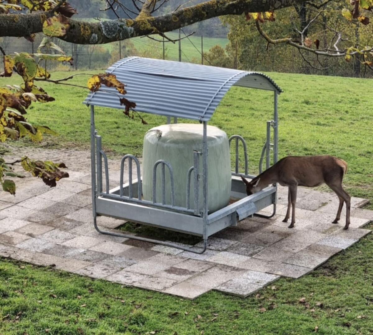 Patura Viereckraufe mit Palisadenfressgitter 1