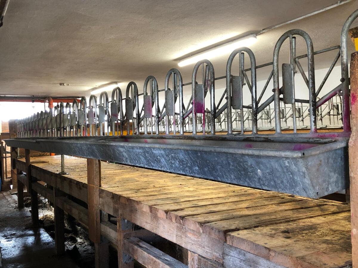 Köhler Melkstandaufbau Ziegen/Schafe Melkstand 1