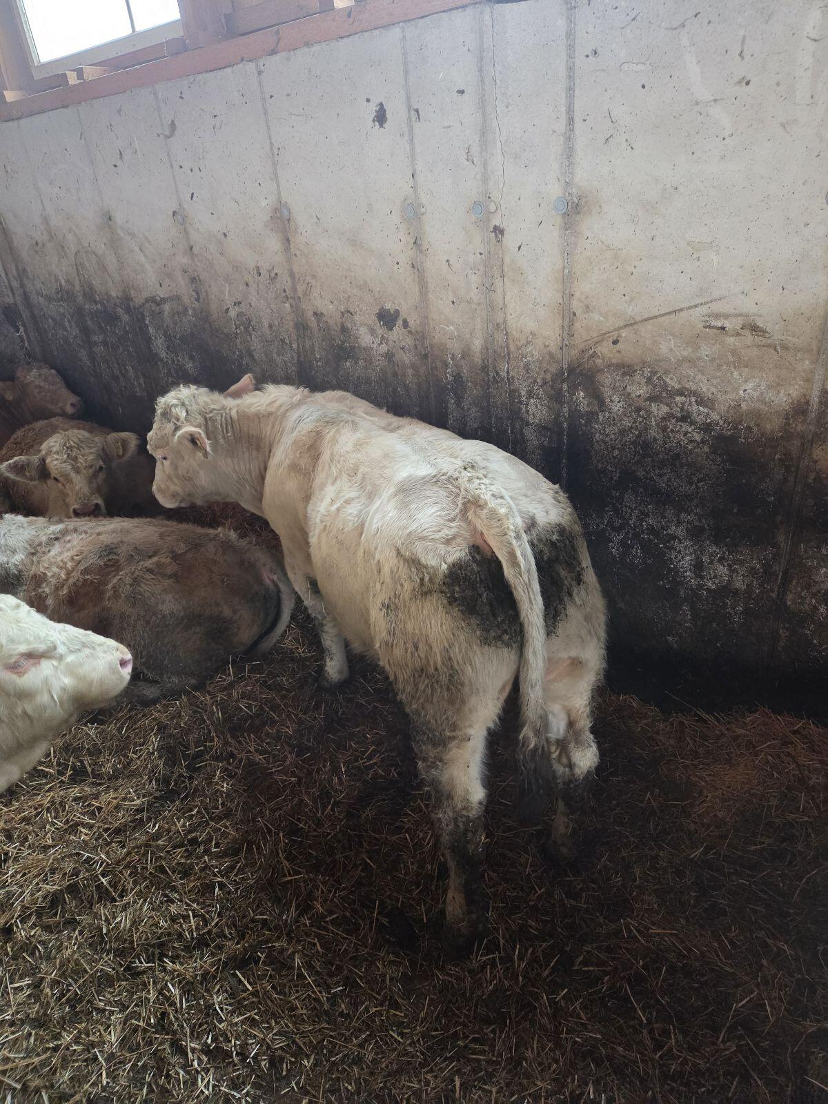 Verkaufe Reinrassige Charolais Stiere 2