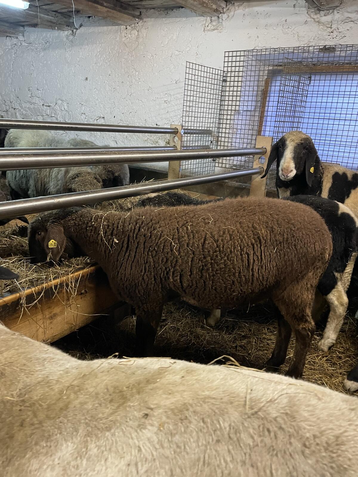 Jura-Mix Jungschaf 2