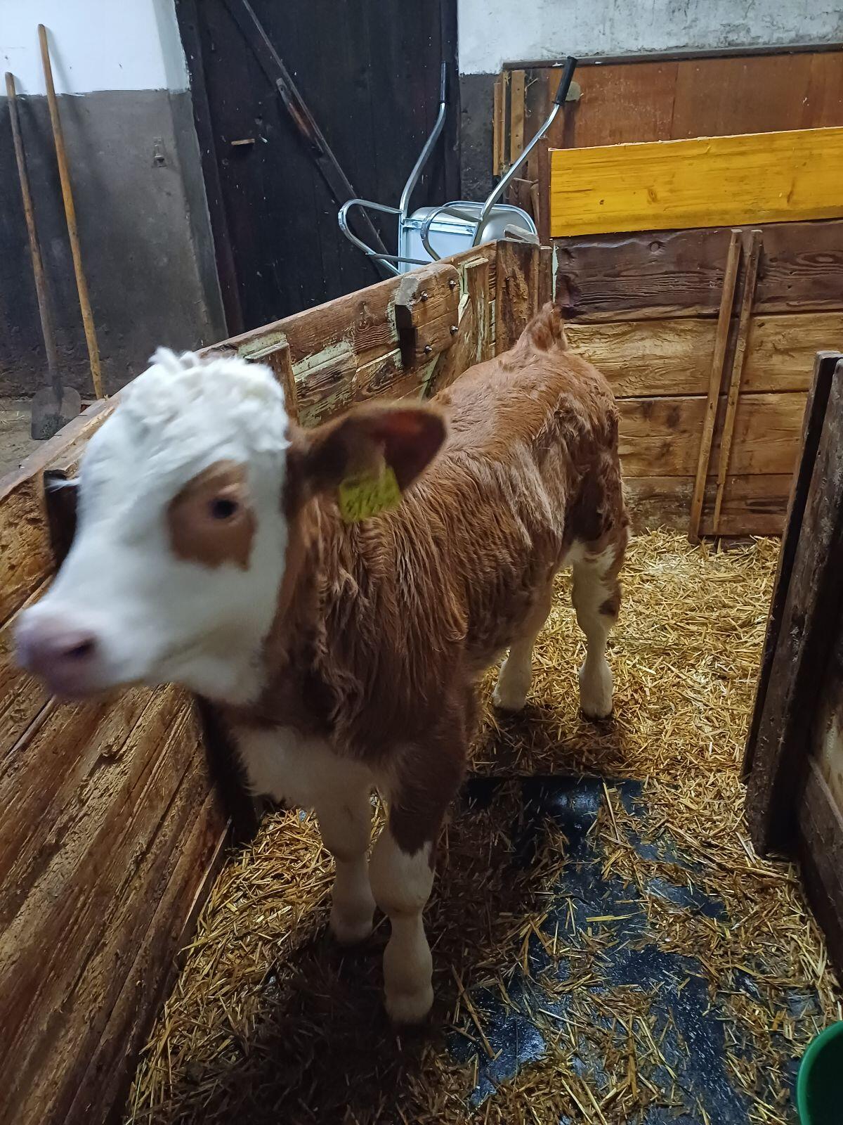 Bio-Fleckviehstierkalb genetisch hornlos 3