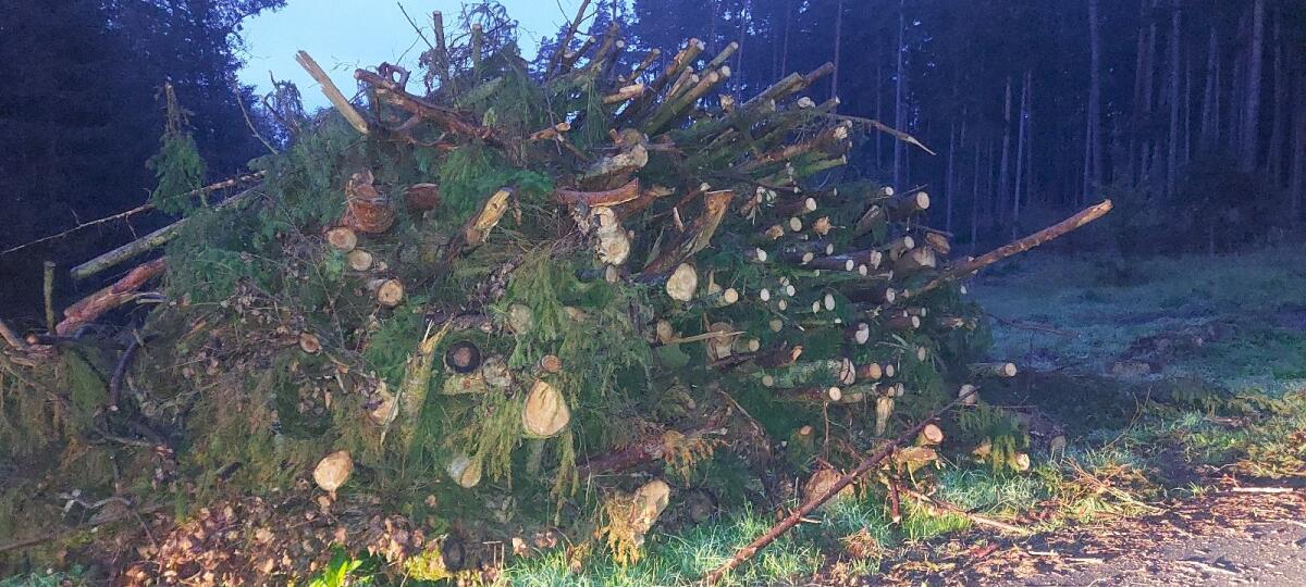 Holz für Hackgut 1