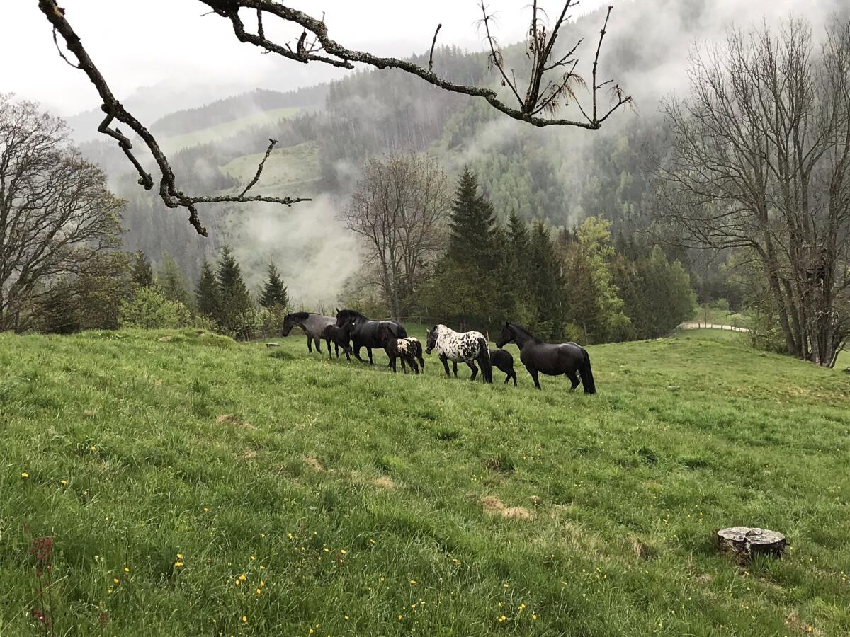 Almplätze, Weideplätze für Pferde Sommer 2026 3