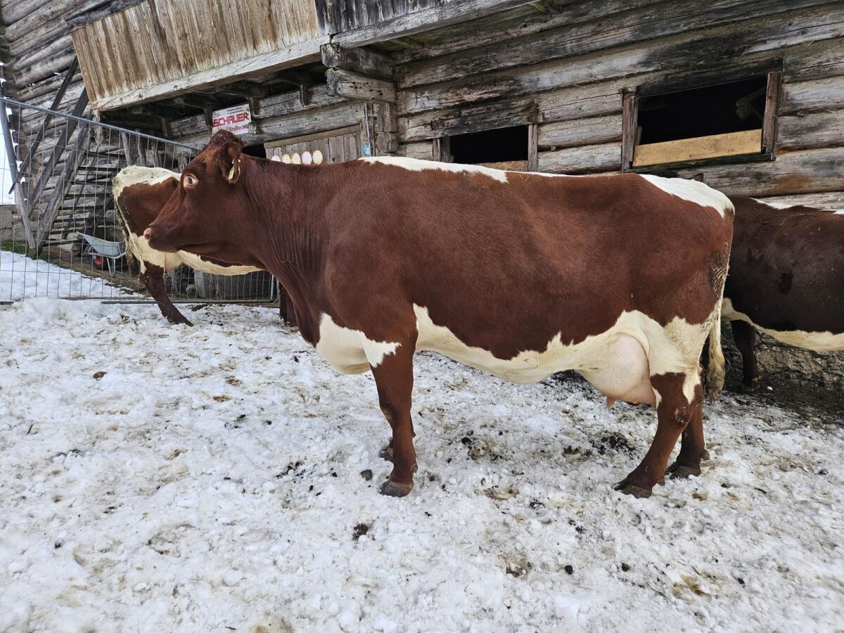 Pinzgauer Kuh 34kg Tagesgemelk, 5.Lak. 1