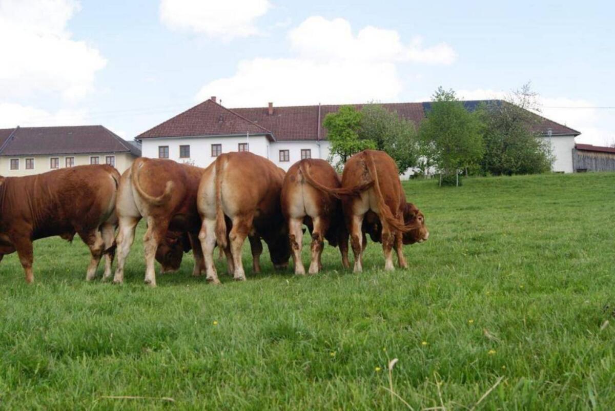 Bio Limousin Zuchtstier, Sprungstier, genetisch hornlos 3