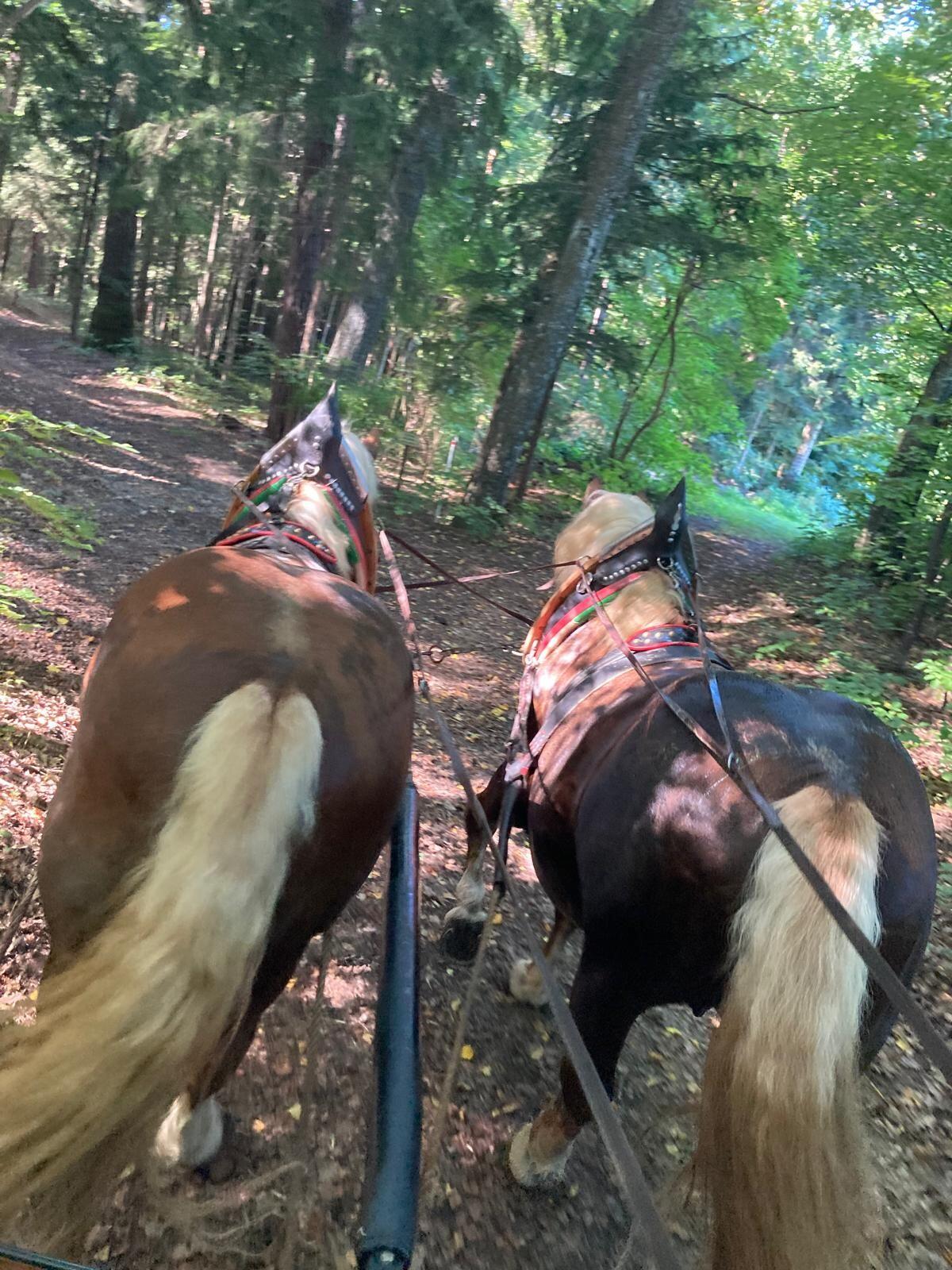 Noriker Hengstgespann 1