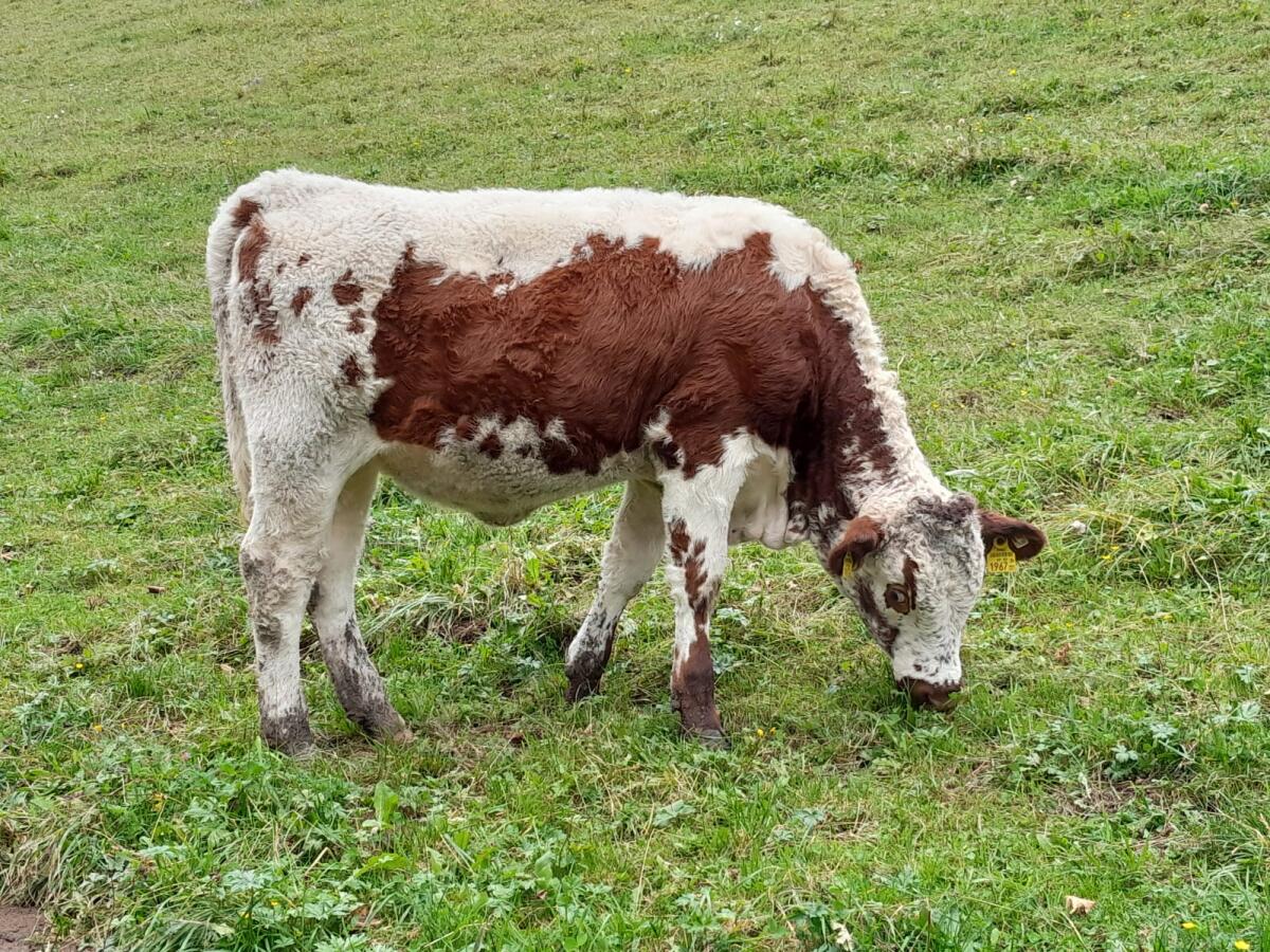 Zwei HB Pustertaler Kalbinnen zu verkaufen! 2