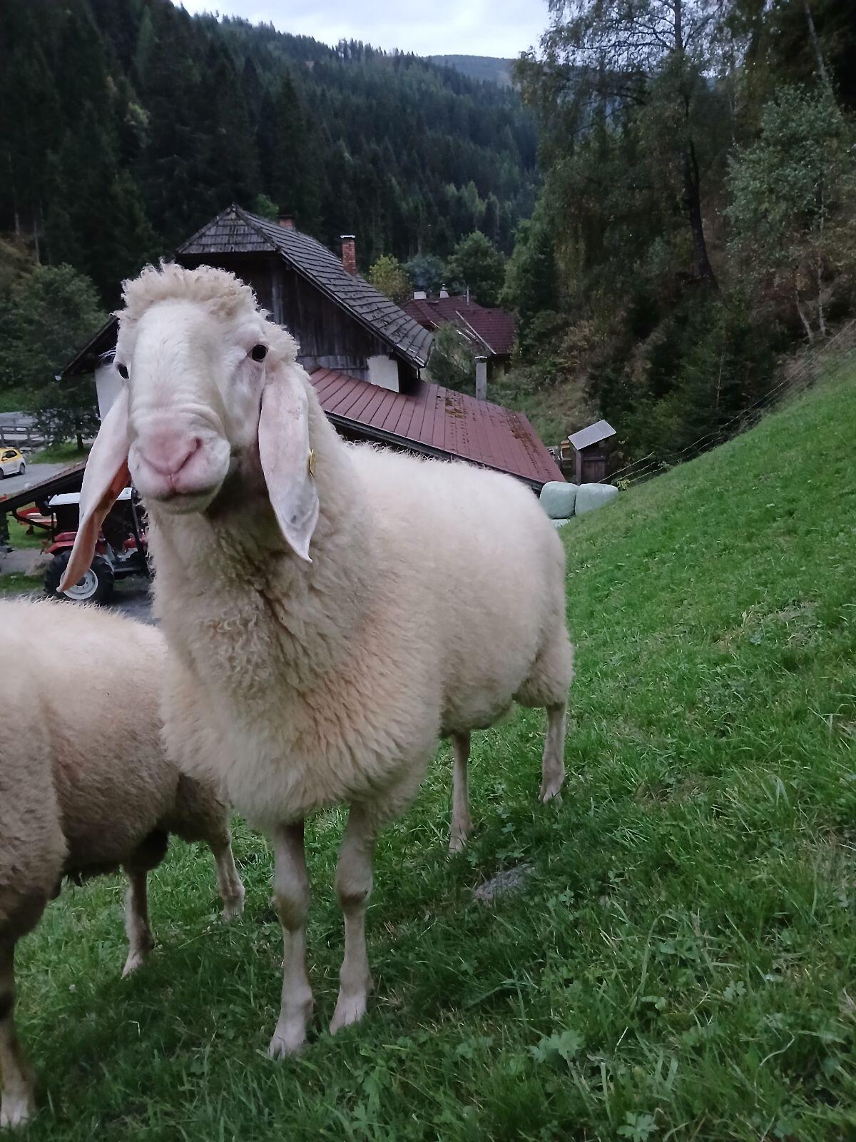 Weißer Bergschafwidder 2