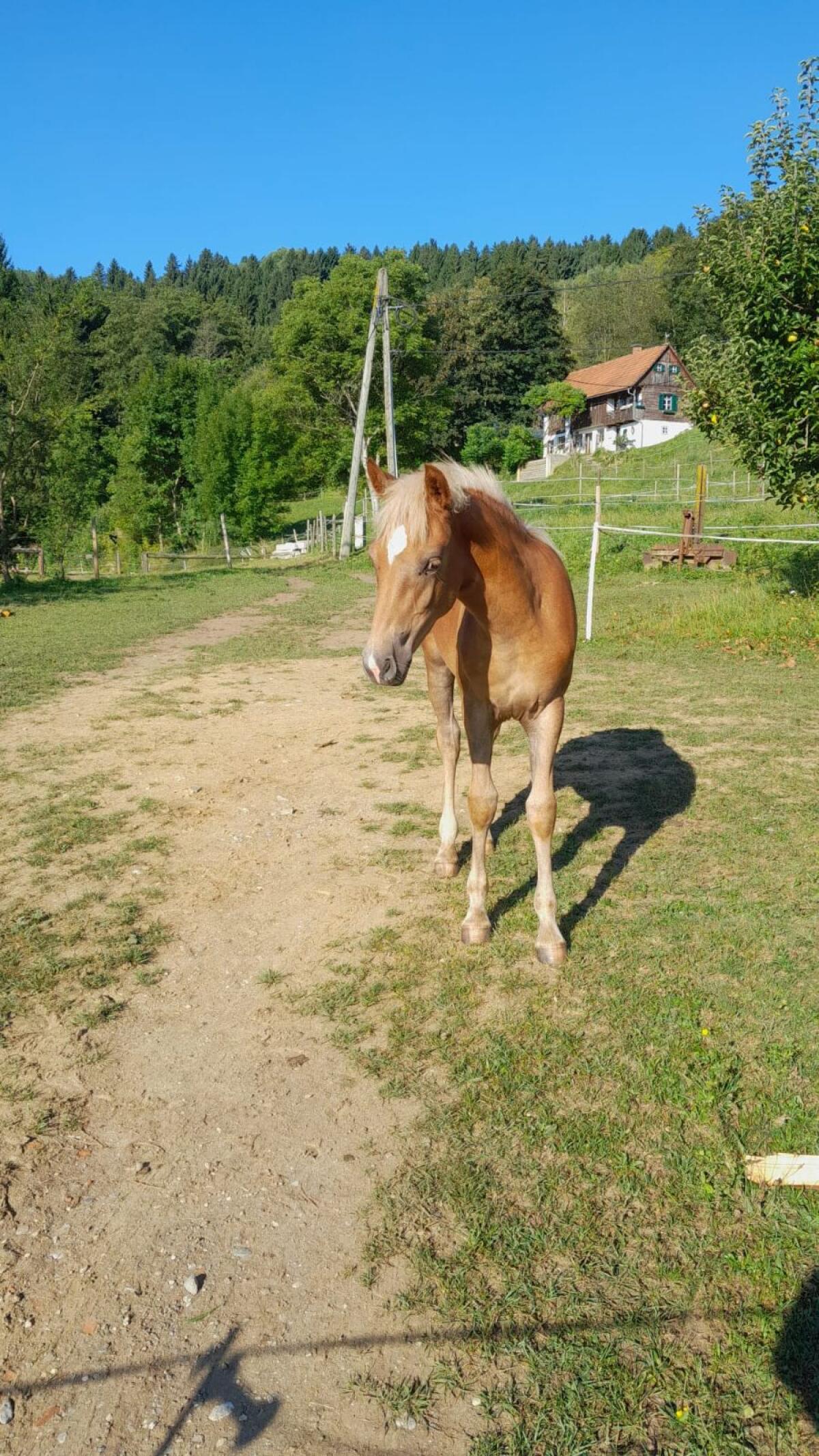 Haflinger 3
