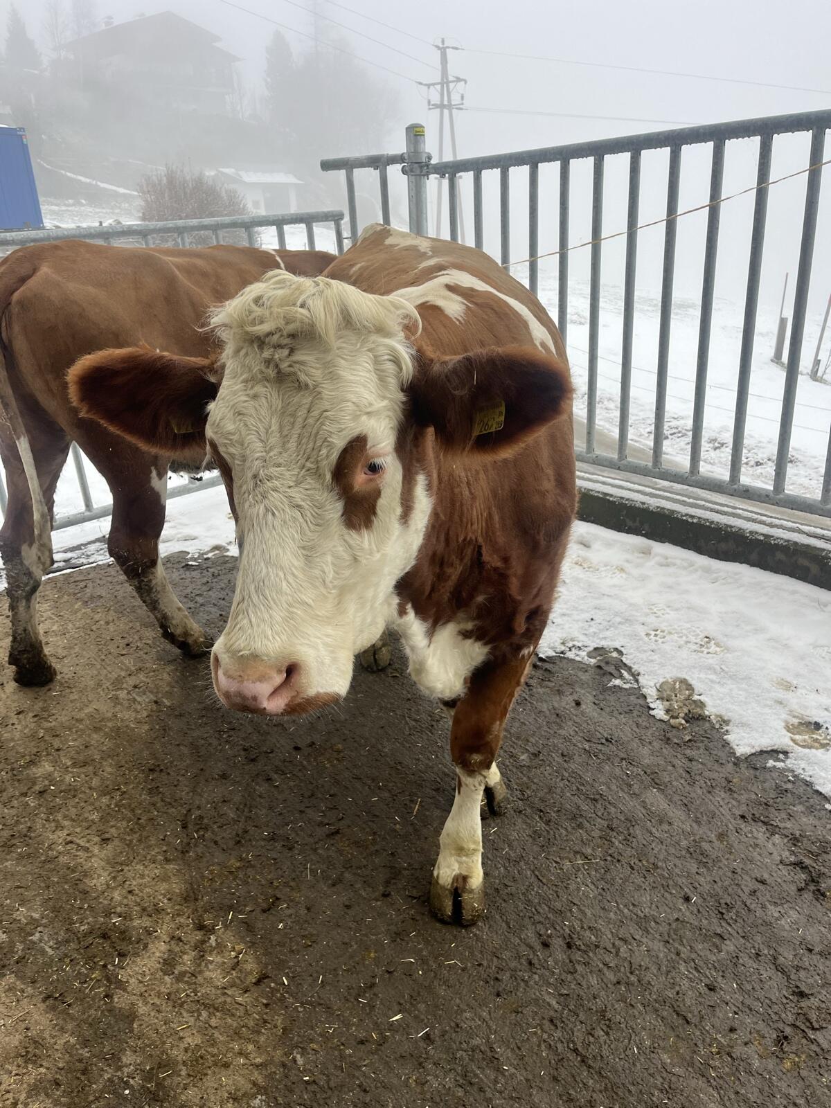 Trächtige Fleckvieh-Kalbinen zu verkaufen 3