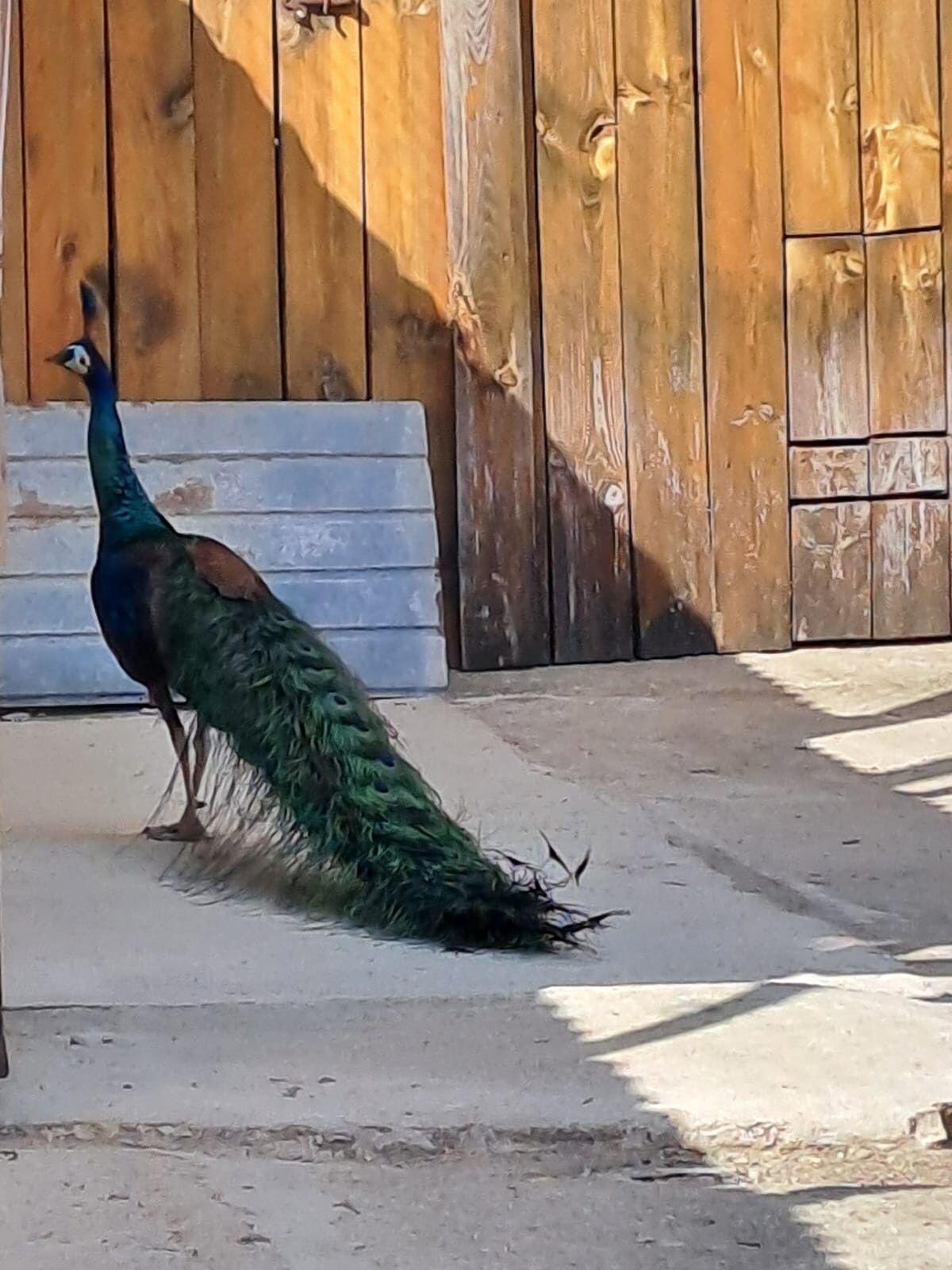 Pfauenpaar Ährenträger-Kreuzungen 2