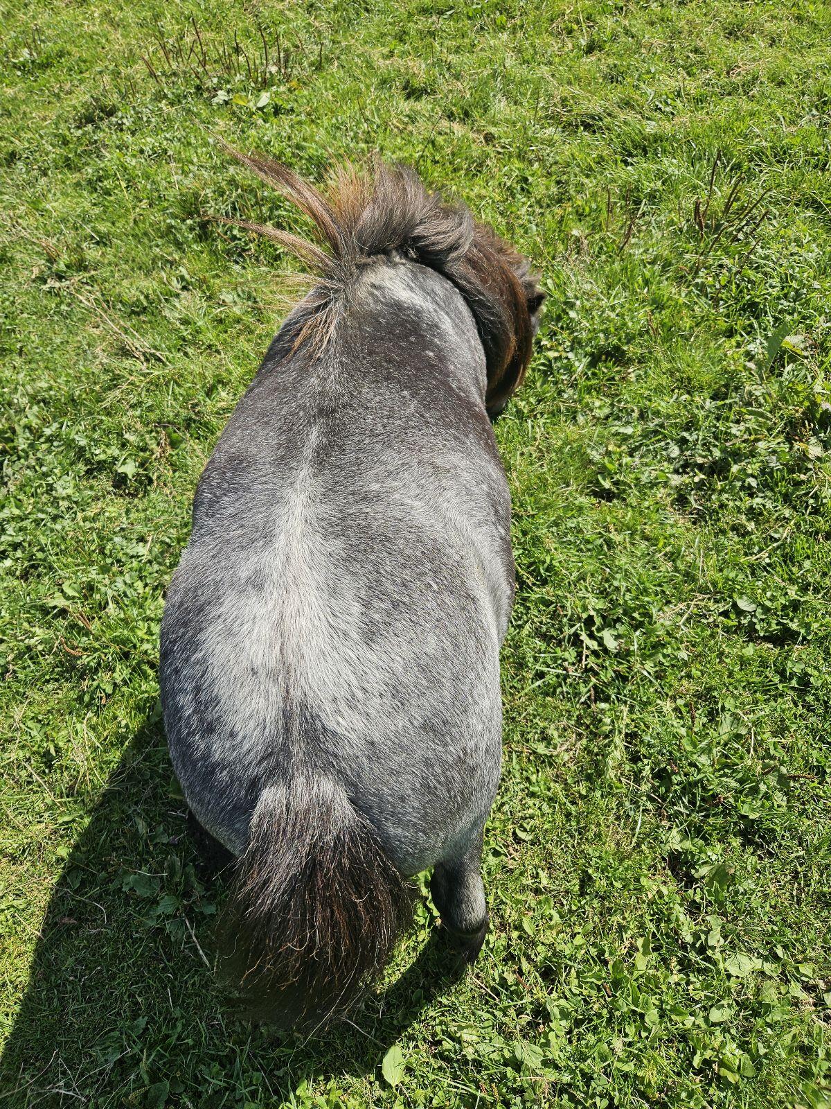 Besonderer Minishetty Pony Shetty Wallach 1