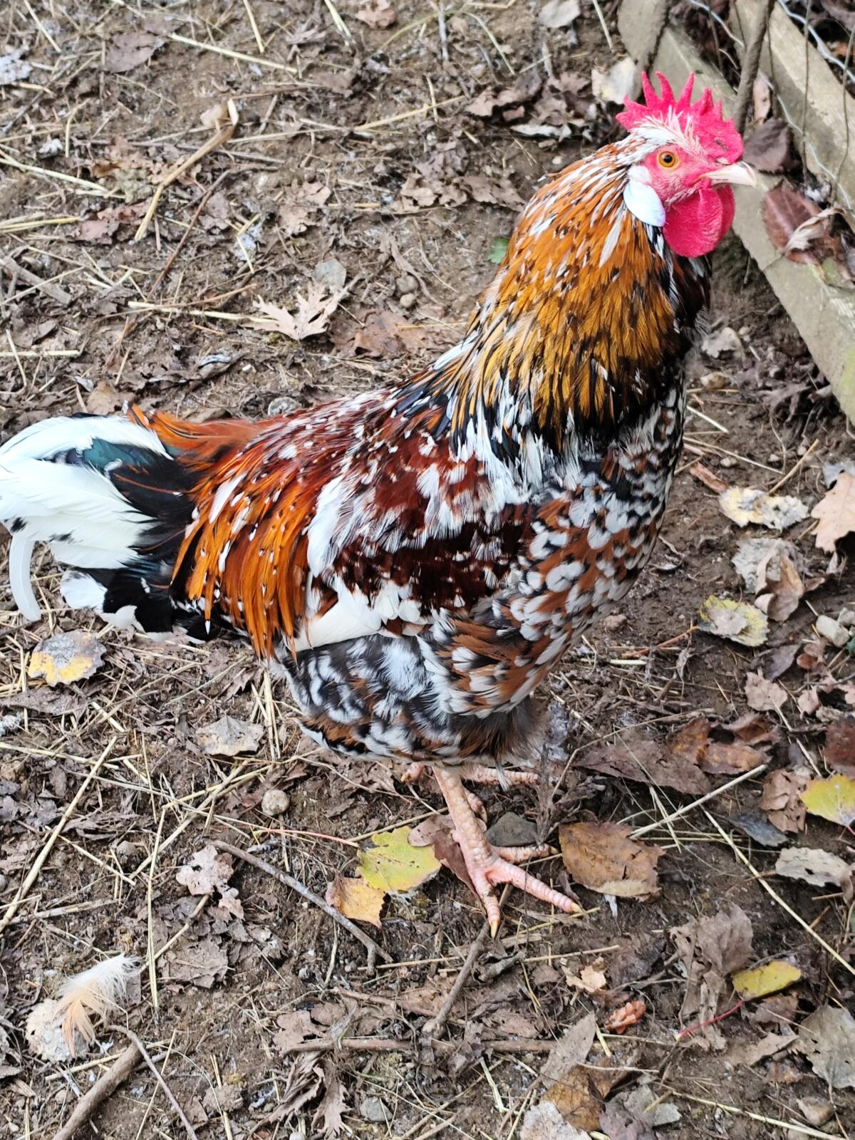 Reinrassige schwedische Blumenhähne 1