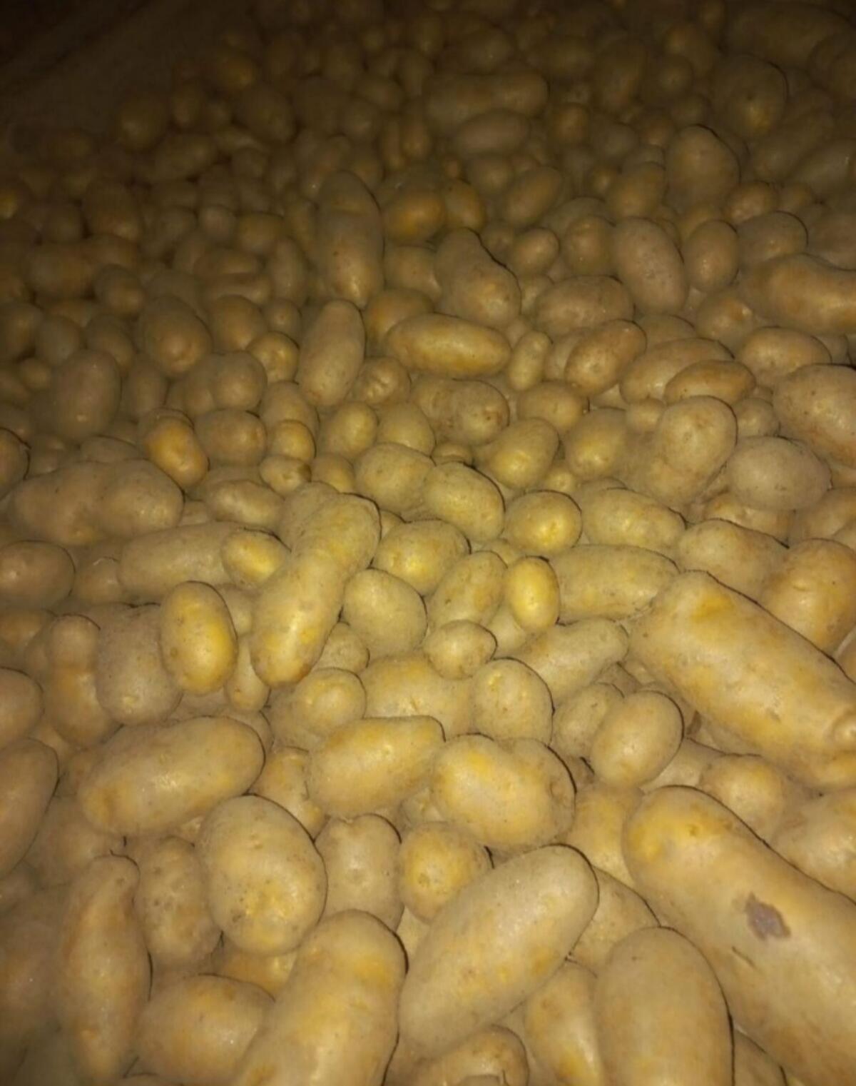 Speisekartoffeln Ditta feldfallend 1