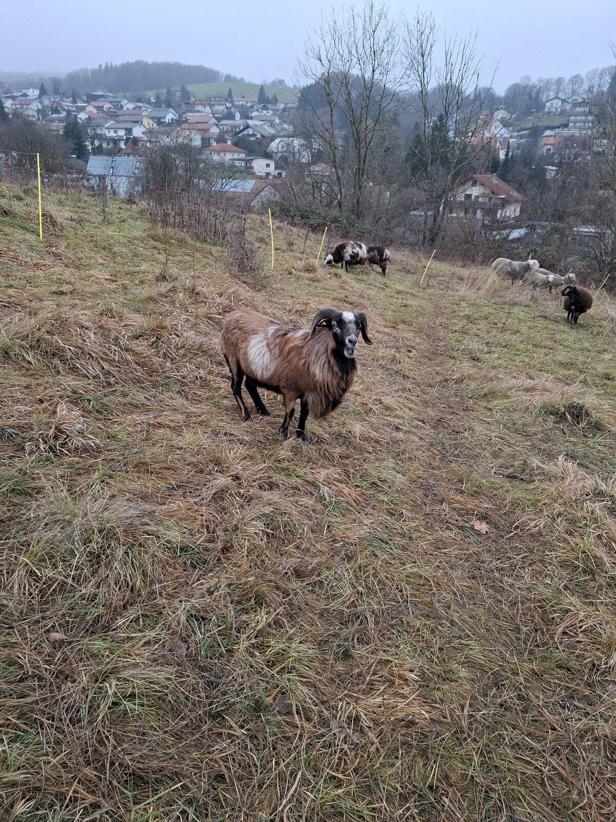 Kamerun Schaf Böcke 2