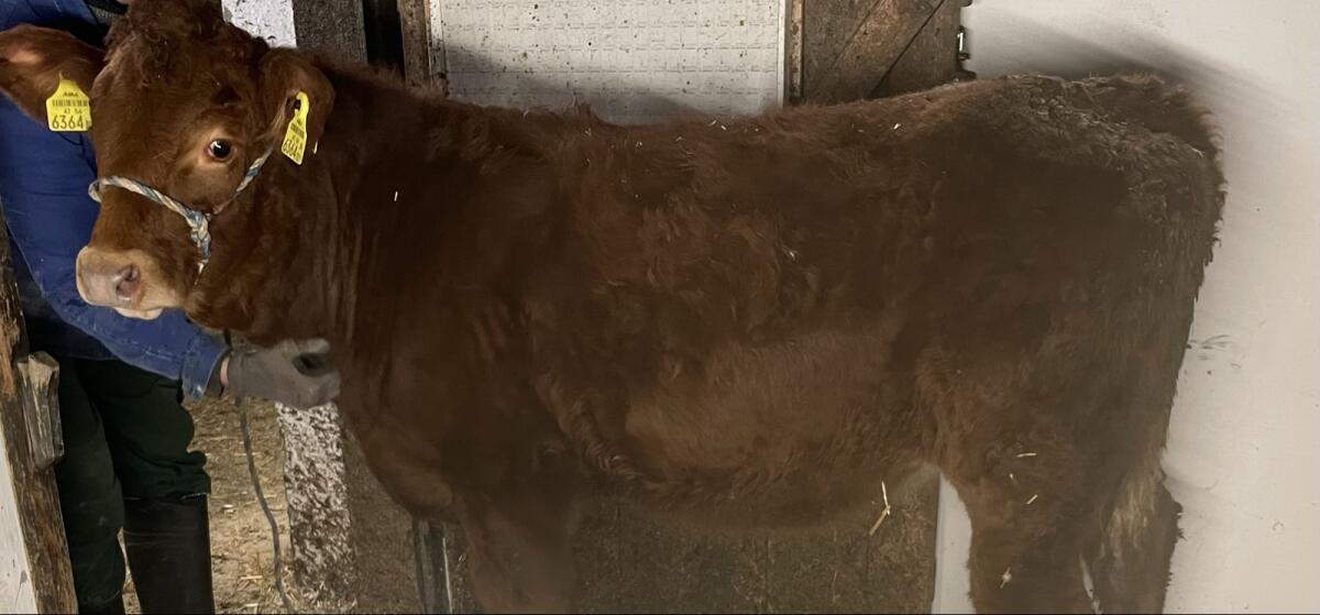 Verkaufe 2x Einsteller/Fresser weiblich 9 und 6 Monate 2