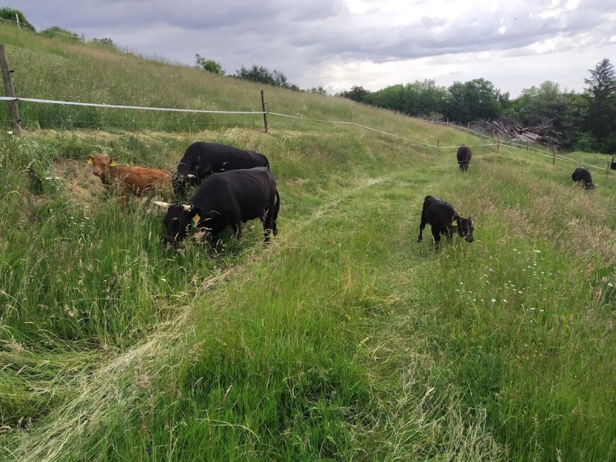 Dexter Mutterkuh tragend 2