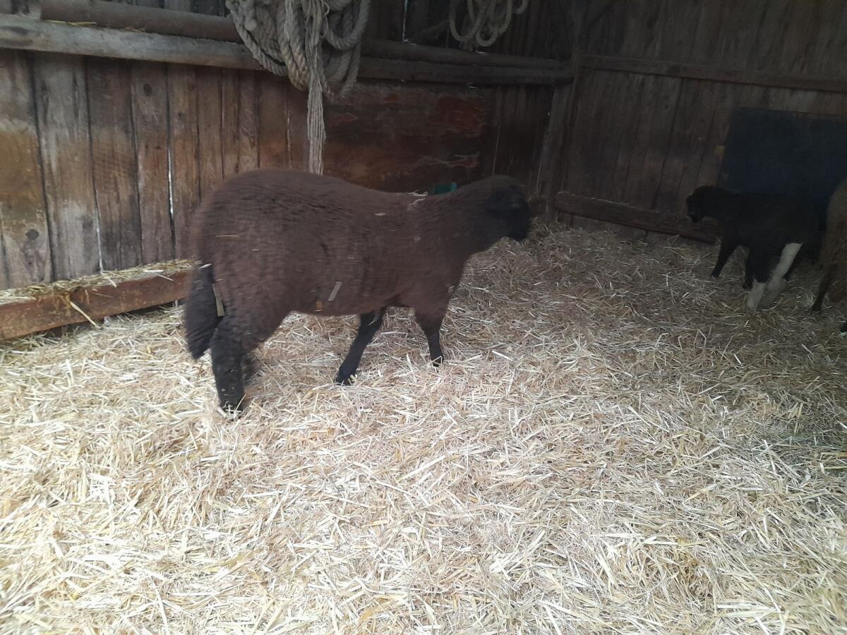 Verkaufe reinrassige Juralämmer 1