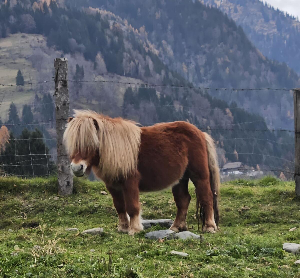 Mini Shetty Hengst 1