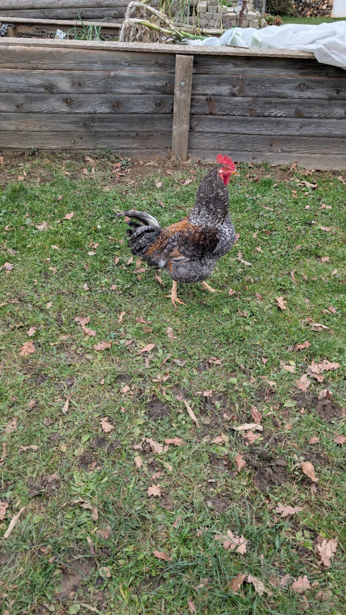 sehr schöner junger Hahn zu verschenken 2