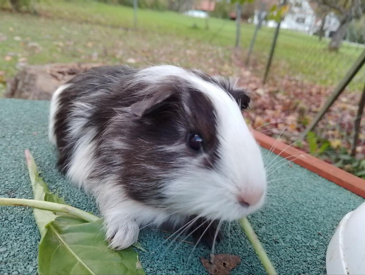 Meerschweinchen Weibchen 1